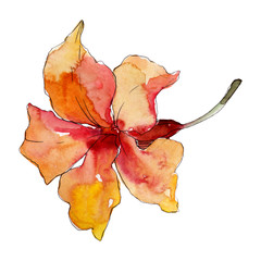 Naklejka premium Exotic tropical hawaiian summer. Watercolor background illustration set. Isolated flowers illustration element.