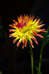 Exotic pink tipped yellow dahlia in sunlight