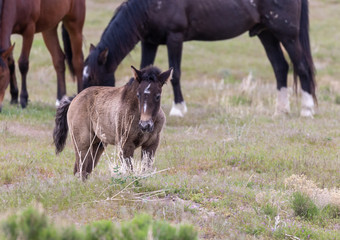 Fototapeta premium Cute Wild Horse Foal in the Utah Desert