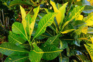 Obraz premium green leaves of tree