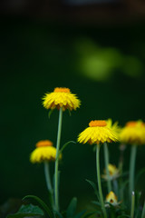 Australian yellow straw flower