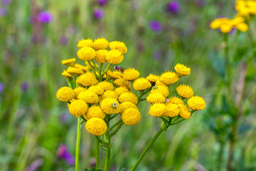 Yellow wildflowers the tansy