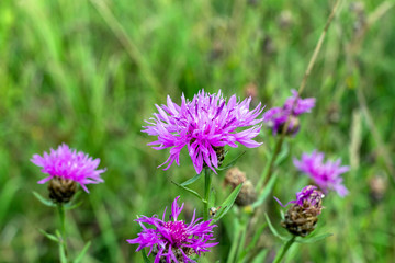 Flowers of cornflower rough (Centaurea scabiosa)
