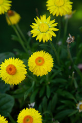 group of yellow and orange straw flowers