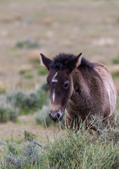 Obraz na płótnie Canvas Cute Wild Horse Foal in the Utah Desert