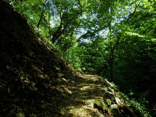 Obraz premium 三頭山の山道