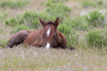 Cute Wild Horse Foal in the Utah Desert