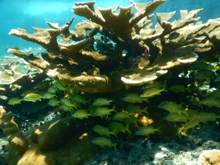 coral and fish