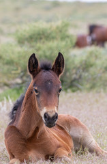 Cute Wild Horse Foal in the Utah Desert