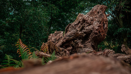 DEAD TREE TRUNK