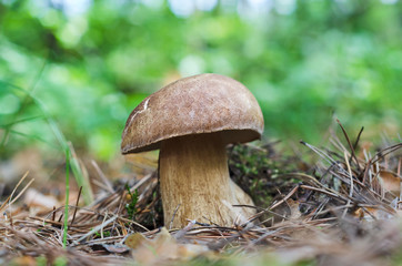 Edible mushrooms in the forest on a natural background. White mushroom, selective focus
