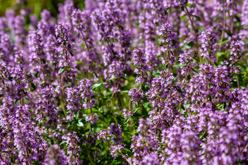 Blooming breckland thyme (Thymus serpyllum). Close-up of pink flowers of wild thyme on stone as a background. Thyme ground cover plant for rock garden.
