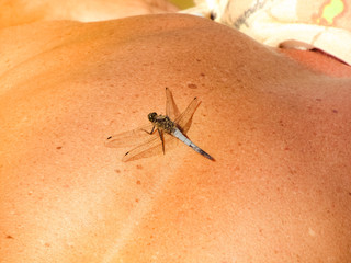 blue dragonfly sitting on the human skin