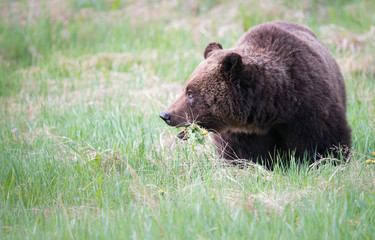 Girzzly bears during mating season