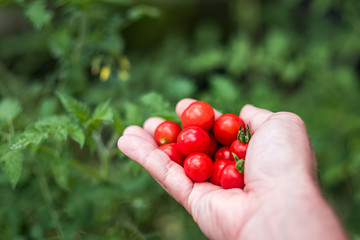 Hand with ripe red cherry tomatoes in the garden