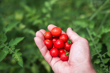 Hand with ripe red cherry tomatoes in the garden
