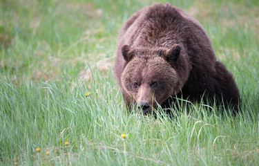 Girzzly bears during mating season