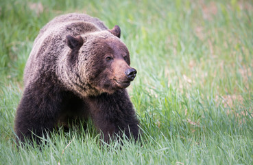 Girzzly bears during mating season