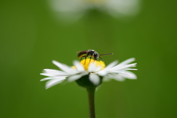 Gänseblümchen mit Insekt