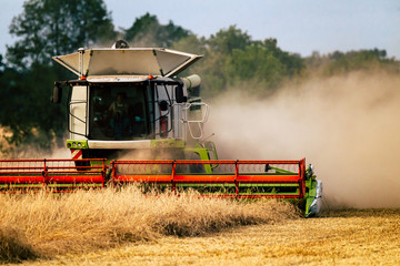 Bauer oder Landwirt mit Traktor oder Mähdrescher bei Ernte von Getreide auf Feld mäht in der Saison industriell Korn mit schwerem Landwirtschaftsgerät in der Argrarwirtschaft