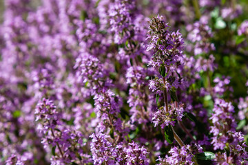 Blossom of Thymus in alpine garden. Bee on a purple flower. Ground cover plants on the Alpine hill. Blooming breckland thyme (Thymus serpyllum). Medicinal plants in the garden