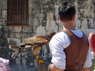 Provins spectacle des rapaces