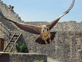Provins spectacle des rapaces