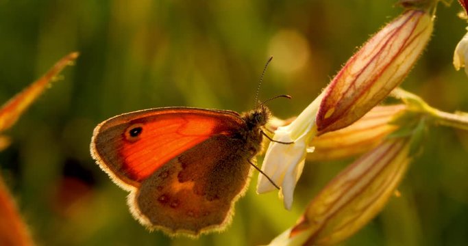 Butterfly sits on a flower