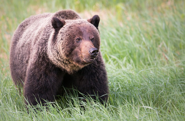 Plakat Girzzly bears during mating season