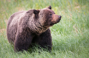 Girzzly bears during mating season