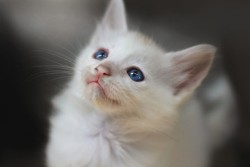  The adorable white kitten