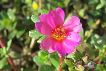 Pink portulaca flower in Florida nature, closeup 