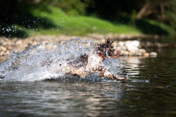 Dog running in water - English Springer Spaniel