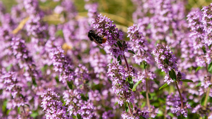 Blossom of Thymus in alpine garden. Bee on a purple flower. Ground cover plants on the Alpine hill. Blooming breckland thyme (Thymus serpyllum). Medicinal plants in the garden