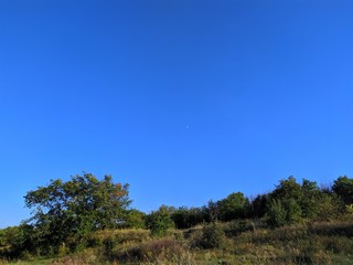 Obraz premium tree and blue sky