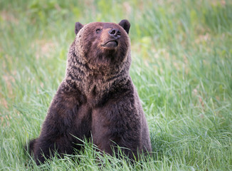 Obraz premium Girzzly bears during mating season