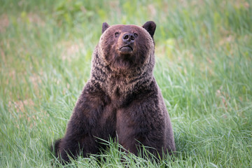 Fototapeta premium Girzzly bears during mating season