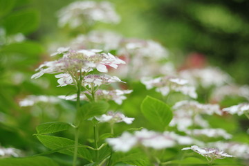 GRUPO DE FLORES BLANCAS ENTRE EL JARDÍN CON BOKEH, VINTAGE, SOFT FOCUS, HERMOSO, GREEN,, flor, blanco, hojas, primavera, árbol, florecer