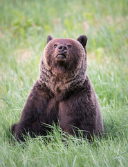 Fototapeta premium Girzzly bears during mating season