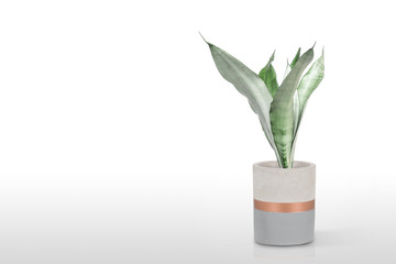 Sansevieria plant in pot on white table