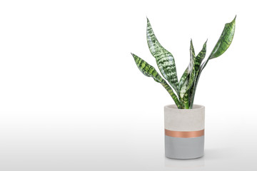 Sansevieria plant in pot on white table