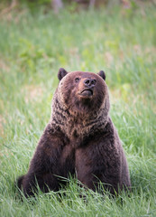 Fototapeta premium Girzzly bears during mating season
