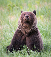 Obraz premium Girzzly bears during mating season