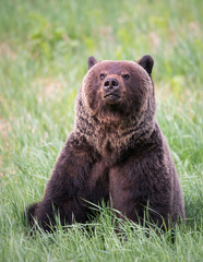 Fototapeta premium Girzzly bears during mating season