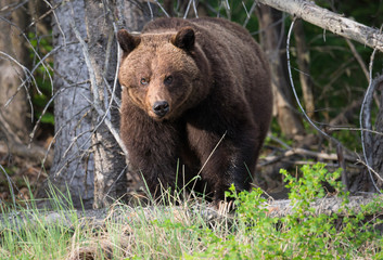 Girzzly bears during mating season