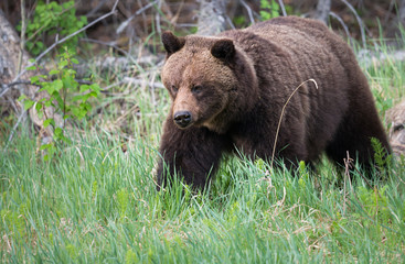 Fototapeta na wymiar Girzzly bears during mating season