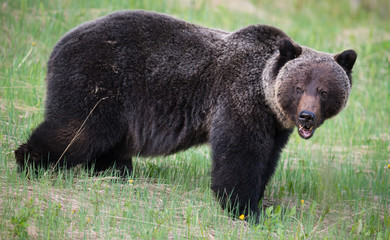 Girzzly bears during mating season