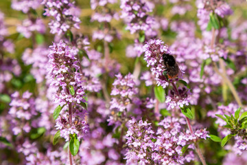 Blossom of Thymus in alpine garden. Bee on a purple flower. Ground cover plants on the Alpine hill. Blooming breckland thyme (Thymus serpyllum). Medicinal plants in the garden