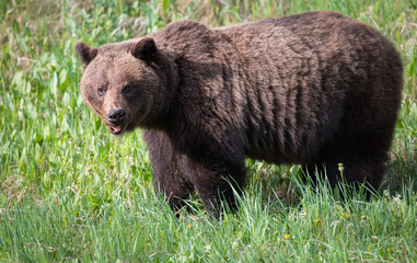 Girzzly bears during mating season