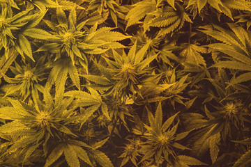 Marijuana Strains and Infused Products.  Medical & Moods & Activities cannabis strains